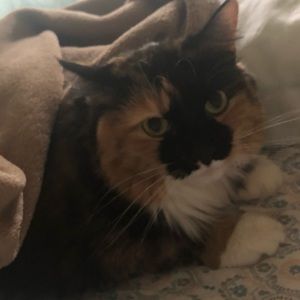 Meet your Posher, Gustavo